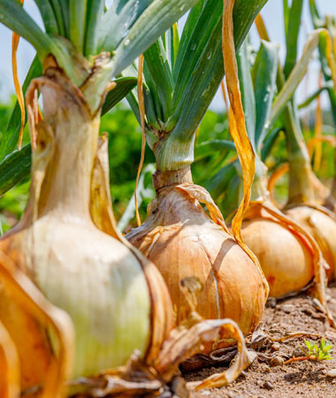 Dehydrated Onion Image